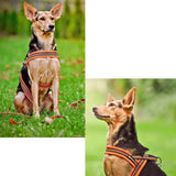 Soft Mesh Nylon Dog Harness