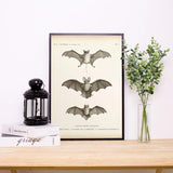 Vintage Bat Canvas Artwork