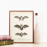 Vintage Bat Canvas Artwork