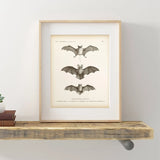 Vintage Bat Canvas Artwork